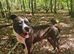 American bully