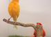 Red factor proven pair canary