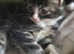 4 beautiful fluffy cute kittens