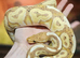 Various Ball Pythons Available (Cheap) Pied/Banana/Yellowbelly