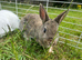 Bunnies ready for new home,Purebred Netherland Dwarf