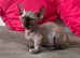 Beautiful Rare Sphynx Dwelf Female Kitten