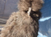 Black USA bearded silkie cockerel available