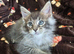 4 x Maine Coon Kittens