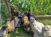 9 week old Silkie chicks, mixed sex