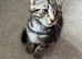 Kittens for sale