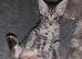 Very beautiful Bengal kittens in rare colors.