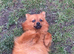 Female German Spitz