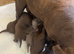 Chunky show type Labrador pups from kc reg and health tested parents 1 girl 2 boys left