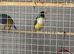 Young and adult finches