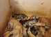 Belgium Shepherd Malinois puppies
