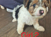 4 beautiful Biewer terriers