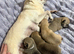 Adorable Chihuahua Puppies Looking for Loving Forever Homes!
