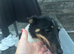 Jack Russel puppies for sale