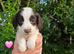 6 beautiful Cocker Spaniels