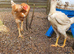 Malay hen