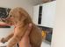10 Labrador Puppies! I black girl, 1 reg girl