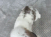 lop bunnies 2 boys 1 girl