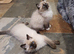 Stunning GCCF Registered Ragdoll Kittens.