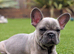 French bulldog puppies Kennel Club registered