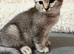 Kittens ready for new home
