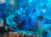 Convict Cichlids x6