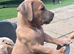 Stunning American puppies