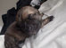 Pikenesse Cross jack Russell