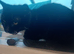 2 kittens