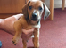 Male puppy