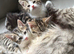 Bengal Maine coon cross kittens
