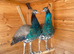 2 x Peacocks For Sale