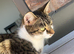 2 years old short haired tabby for sale.