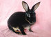 Mini rex for sale