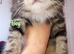 Norwegian forest cat mix