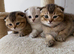 Pure Breed Scotish Straight/Fold Kittens. Delivery available.