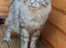 Maine Coon cat Stud services only