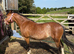 Beros Lotus Blossom - Welsh A Mare