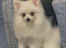Stunning little Pomeranian KC white boy
