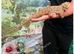 Female bearded dragon