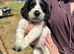 Ready to leave on the 24 th stunning pups