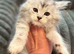 Mainecoon kitten silver tabby large cat Maine coon