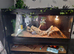 2 year old female beardie and full 4ft viv and stand £350
