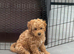 ONLY 1 LEFT - Toy Cockapoo GIRL Ready Now
