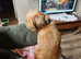 Brussels griffon adult