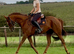 Gorgeous 5yr old tb gelding