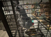 african grey