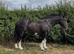 Duchess 14.2hh cob mare