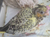 Baby cockatiels for sale