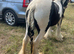 4 year old mare 13.1H